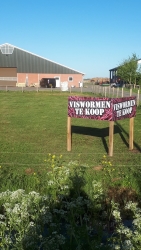 foto viswormen te koop gedraaid.jpg