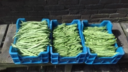 snijboon prinsesboon spekboon.jpg