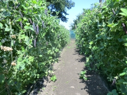 7-7-13 021.JPG