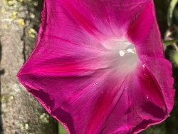 IMG_4105.jpeg