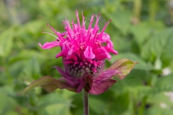 2ebf09b63586.jpg