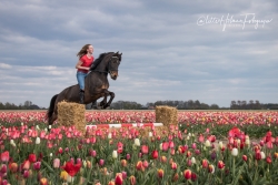 paard (1).jpg