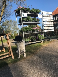 foto kraam 2.jpg