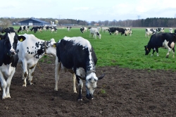 Foto koeien buiten omslag.jpg