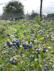thumbnail_Blauwe-bessen.jpg