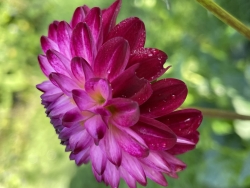 IMG_4098.jpeg