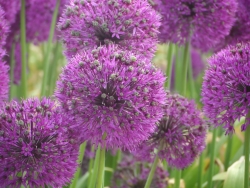 Purple Sensation.JPG