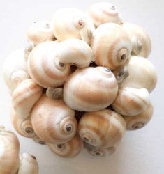 schelpenbol.PNG