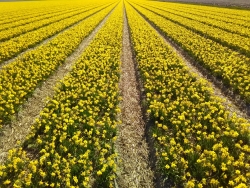 Narcissen in bloei.png