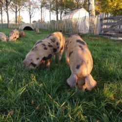 Biggen westendorp 1.jpg