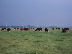 blaarkoppen in depolder .jpg