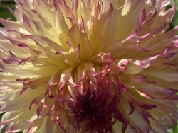 IMG_4080.jpeg