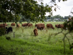 holistic grazing management savory cursus graasbeheer.jpg