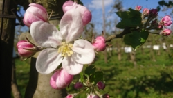 Appelbloesem met achtergrond adoptiebomen 2.JPG