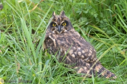 velduil 20190611 Oentsjerk _DSC4928.jpg