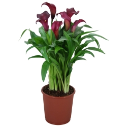Calla Allure rood.jpg