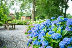 Fotografie Majella-63 pluktuin.jpg