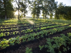 cursus permacultuur groenteteelt compost bedden.jpg