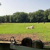 koe op de baest.jpg