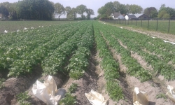 aardappel buiten.jpg