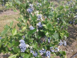 blauwe bessen struik.jpg