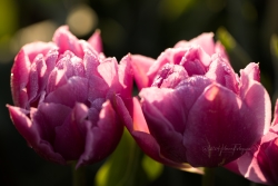 Tulpenpluktuin 2022-9154.jpg