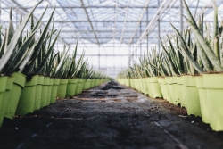 Dr. Green_Aloe vera in de kwekerij maat broertje.jpg